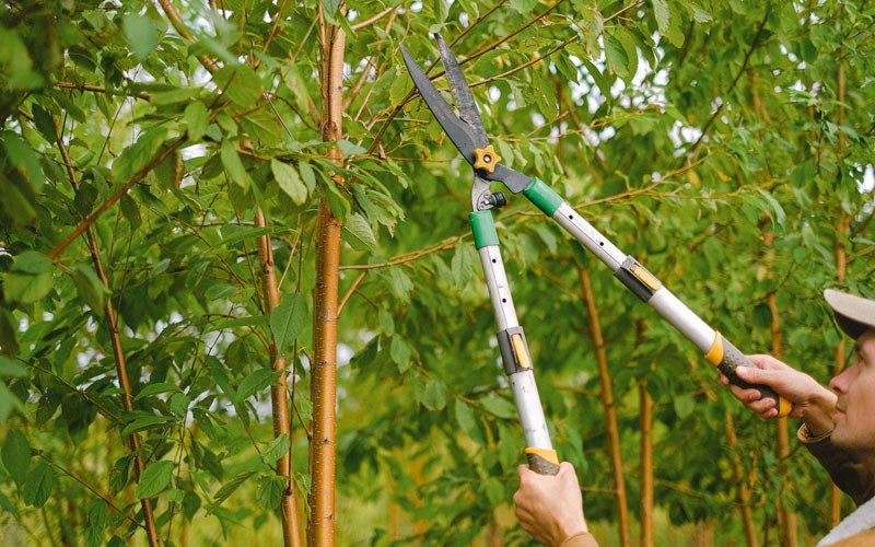 Tree trimming in Barto, PA